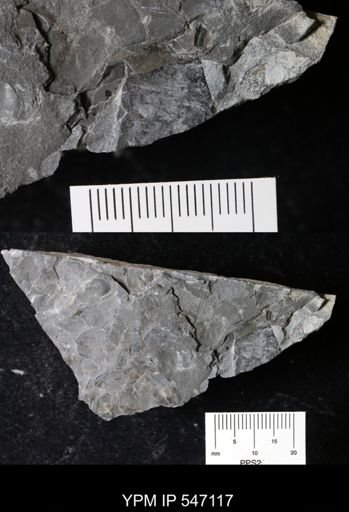 undet. Eurypterida
