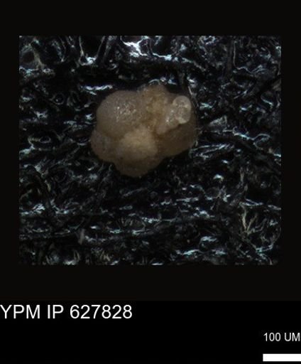 undet. Foraminiferida