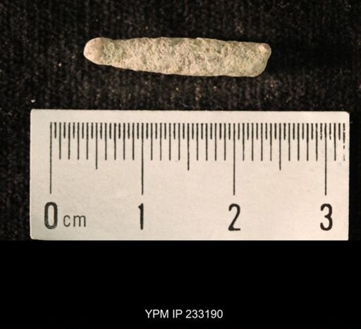 Archaeocidaris sp.