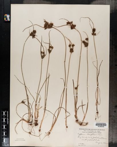Cyperus houghtonii