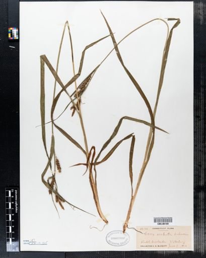Carex scabrata