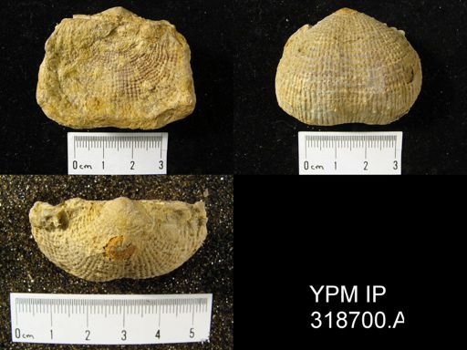 Productus semireticulatus