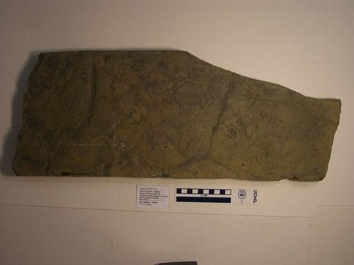 Hylopus logani