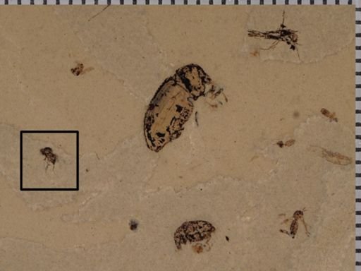 undet. Diptera