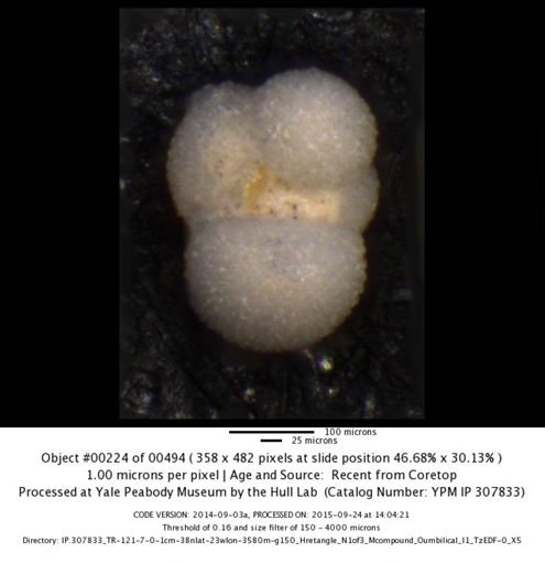 undet. Foraminiferida
