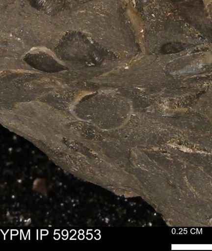 undet. Bivalvia
