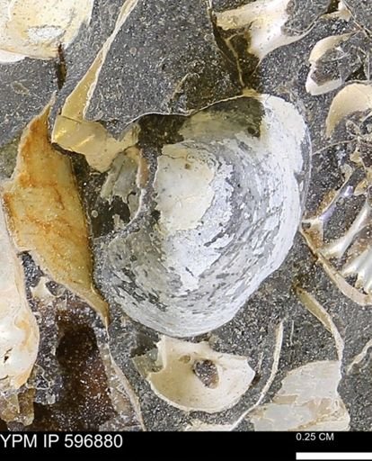 undet. Bivalvia