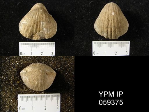 Gypidula coeymanensis