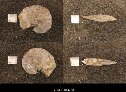 Sphenodiscus lenticularis