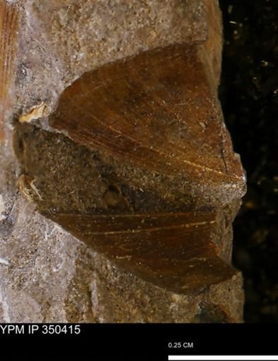Limopsis striatopunctatus