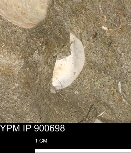 Protocardia subquadrata