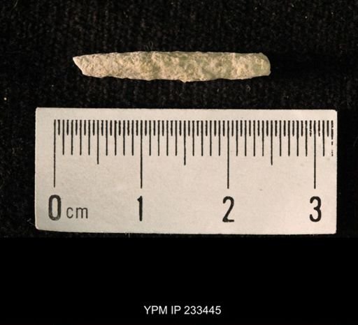 Archaeocidaris sp.