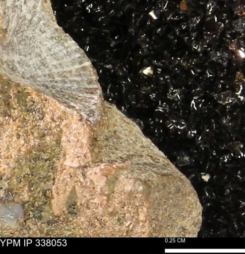 undet. Bivalvia