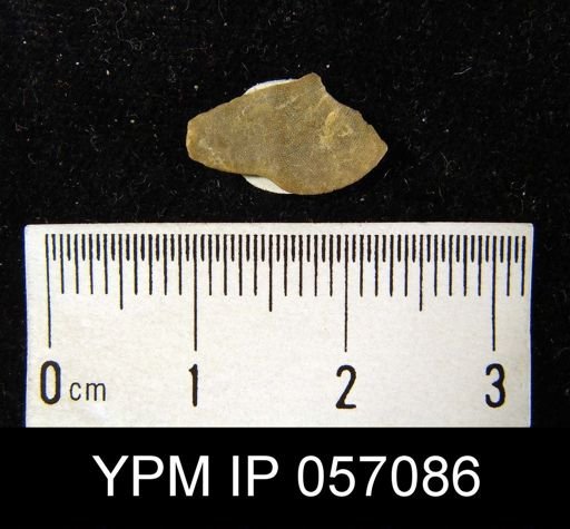 Dictyonella subgibbosa