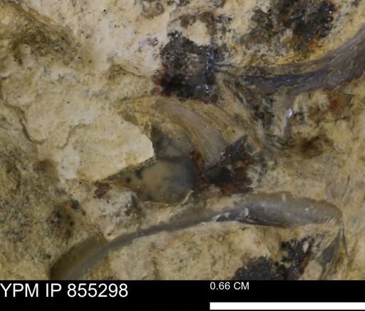 undet. Mollusca