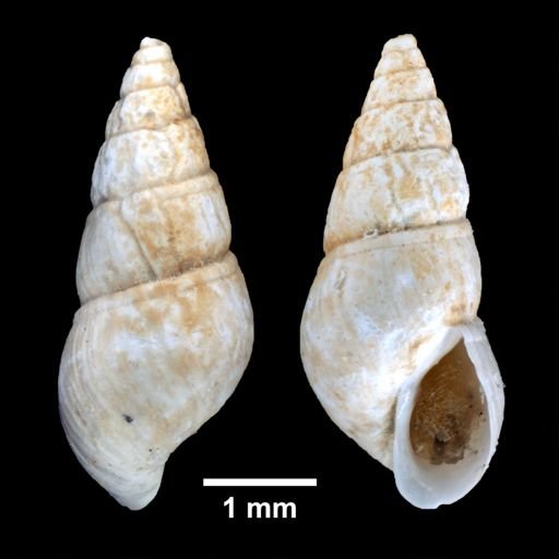 Boonea bisuturalis