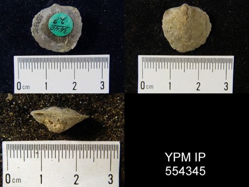 Dalmanella sp.