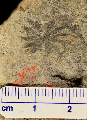 Annularia sp.
