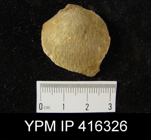 Productella sp.