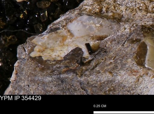 undet. Mollusca