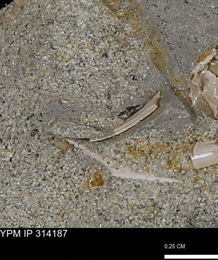 undet. Mollusca