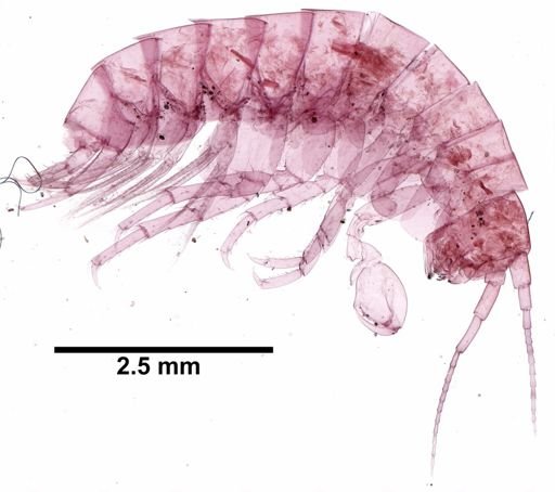 Hyalella cf. azteca