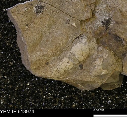 Scaphites?