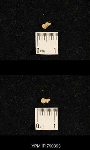 taxon undetermined