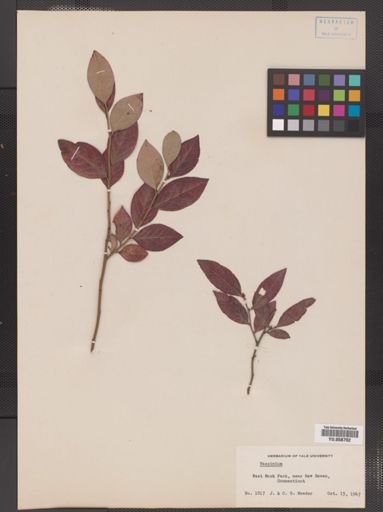 Vaccinium