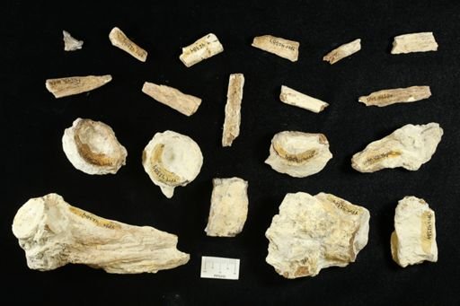 undet. Ichthyodectidae