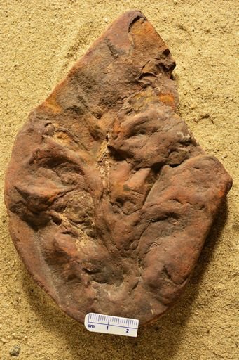 Aphlebia