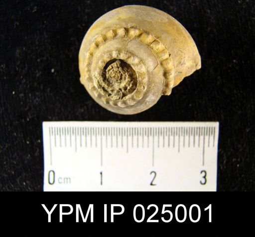Trepospira (Trepospira) sphaerulata