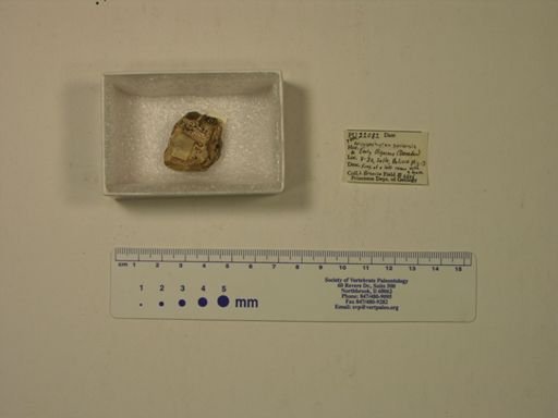Archaeohyrax suniensis