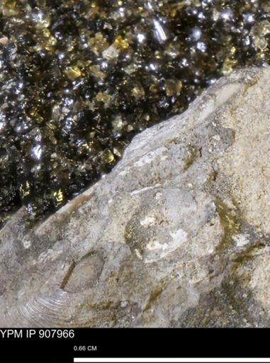 undet. Mollusca