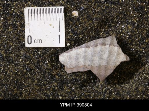undet. Scaphitidae