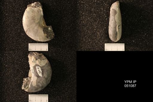 Hoploscaphites nicolletii
