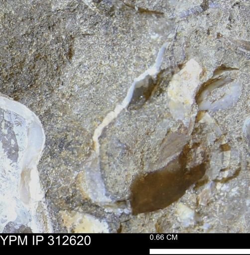 undet. Bivalvia