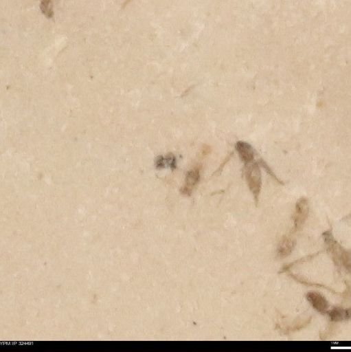 undet. Insecta