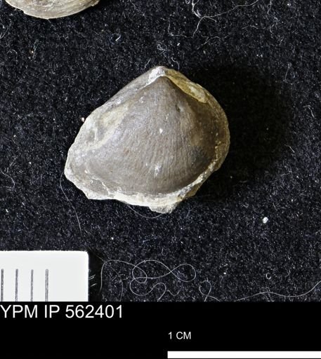 Limopsis striatopunctatus