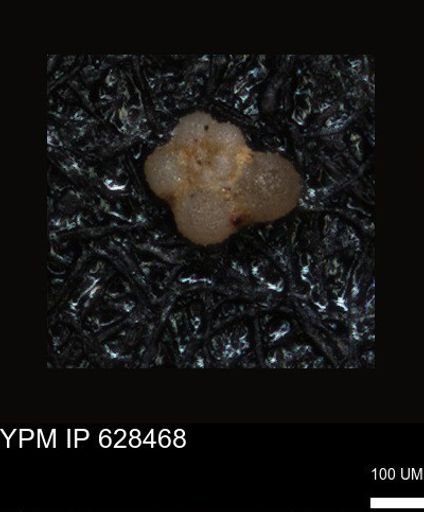 undet. Foraminiferida