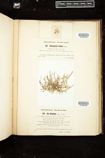 Botryococcus braunii