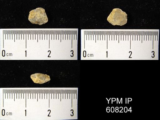 undet. Brachiopoda
