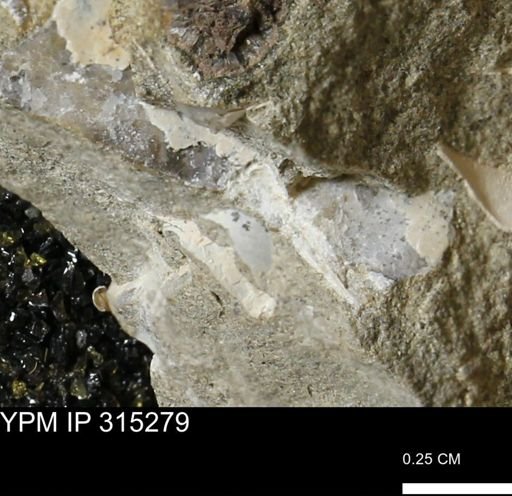 undet. Mollusca
