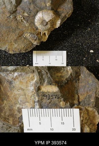 undet. Scaphitidae