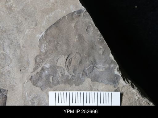 undet. Eurypterida