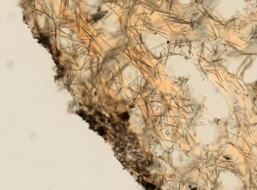 cf. Sigmaxinella