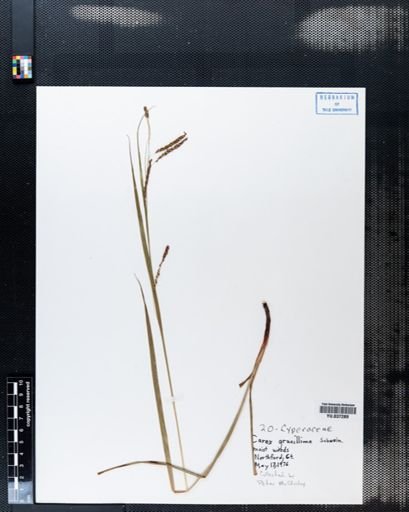 Carex gracillima