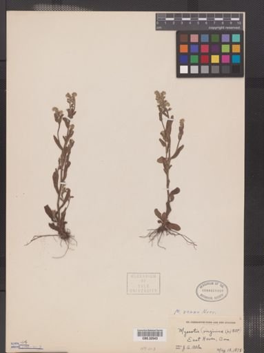 Myosotis verna