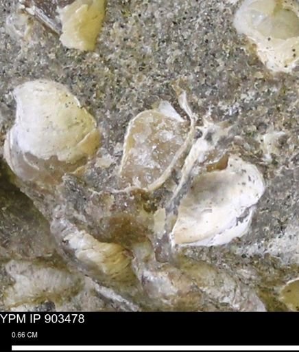 Corbulamella sp.
