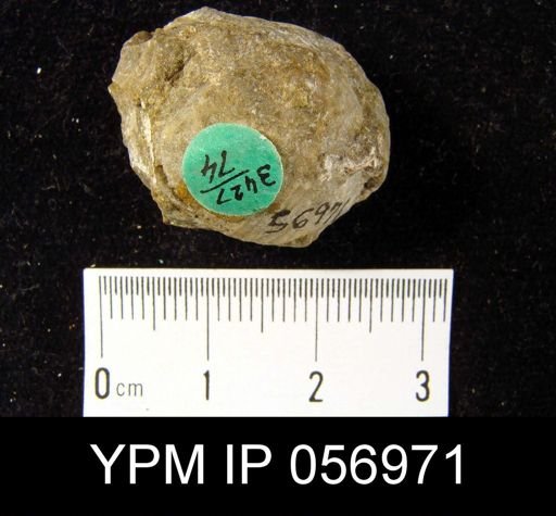 Gypidula multicostata